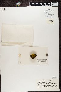 Media resource of Candelariella antarctica