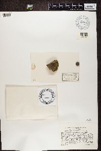 Thumbnail image of current specimen