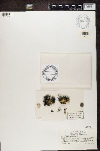 Media resource of Usnea acromelana