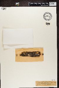 Phaeophyscia orbicularis image