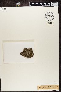 Phaeophyscia orbicularis image