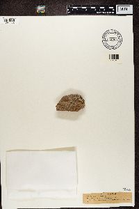 Rufoplaca arenaria image