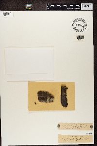 Arthopyrenia analepta image