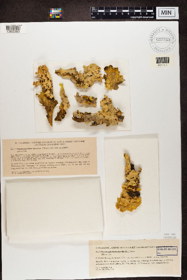 Pseudocyphellaria coronata image