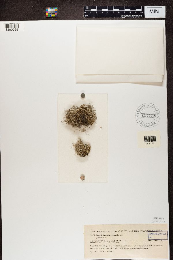 Roccellaria mollis image