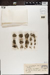 Roccella phycopsis image