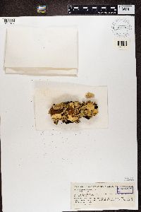 Nephroma arcticum image