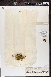 Media resource of Usnea amaliae