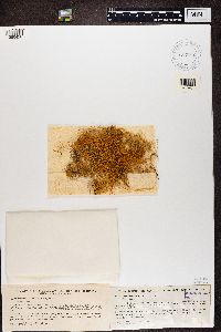 Thumbnail image of current specimen