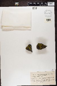 Media resource of Candelariella coralliza