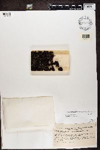 Dermatocarpon miniatum image