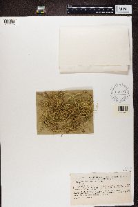 thumbnail image of current specimen