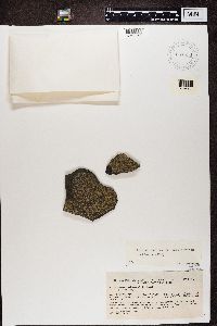 Lecanora polytropa image