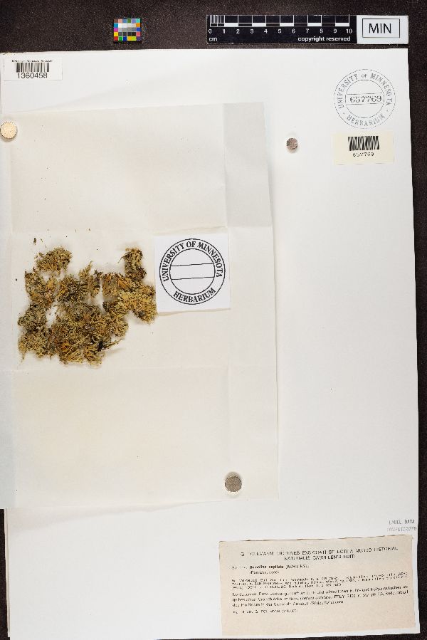 Ramalina capitata image