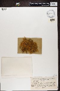 Teloschistes flavicans image