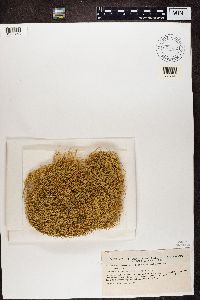 Media resource of Usnea articulata