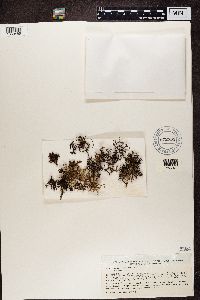 Cetraria ericetorum image