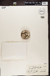 Media resource of Lepraria crassissima