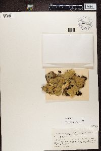 Peltigera aphthosa image