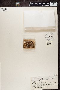 Psora decipiens image