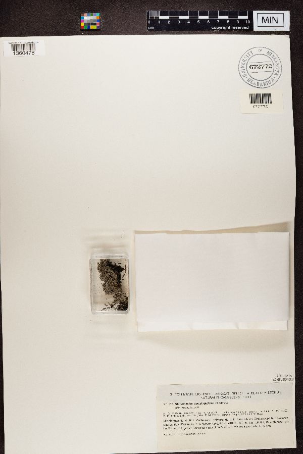 Stereocaulon dactylophyllum image