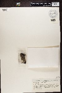 Media resource of Stereocaulon dactylophyllum