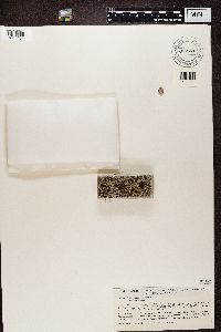 Stereocaulon vesuvianum image