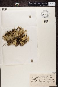 Platismatia glauca image