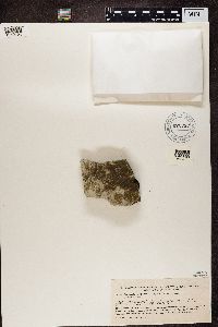 Protoblastenia rupestris image