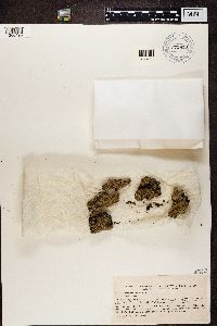 Hypocenomyce scalaris image