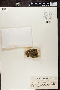 Cladonia verticillata image