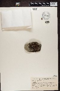 Lecidea atrobrunnea image
