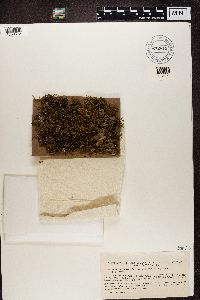 Nephroma laevigatum image