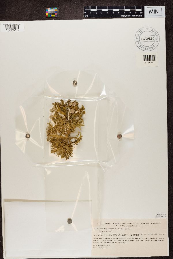 Ramalina africana image