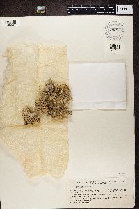 Evernia prunastri image