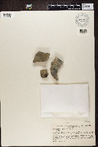 Gyalecta cupularis image