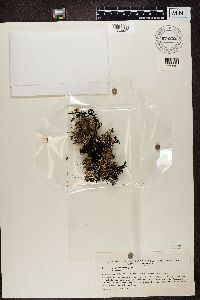 Hypogymnia imshaugii image