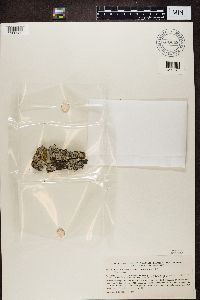 Physcia stellaris image