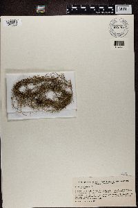 Usnea ceratina image