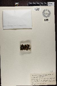 Lobaria amplissima image