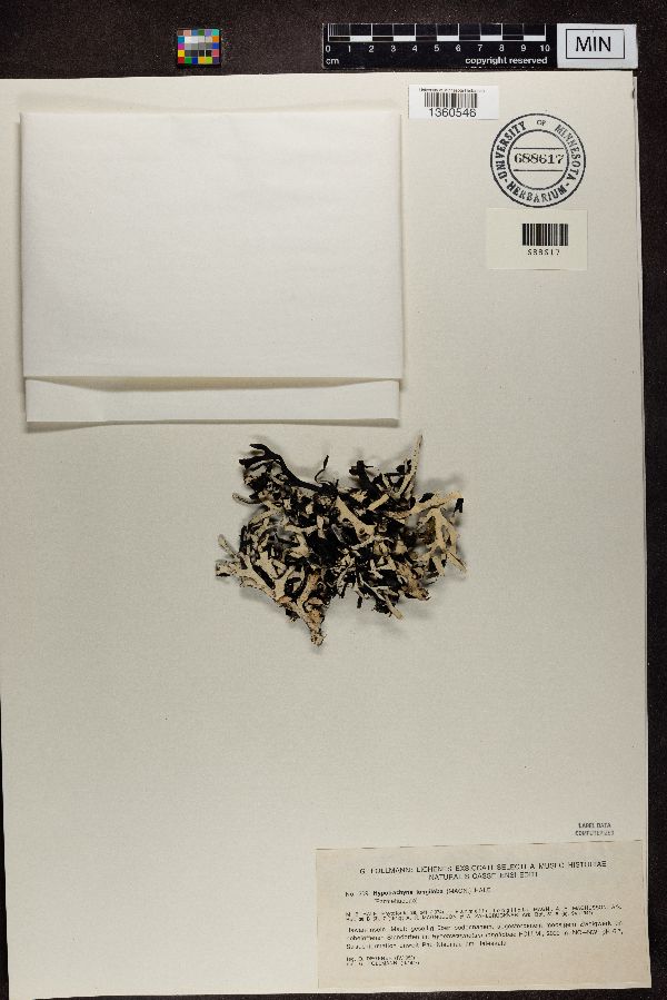 Hypotrachyna longiloba image