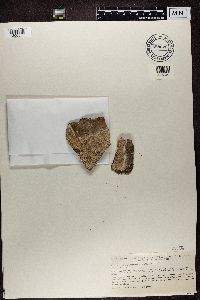 Thumbnail image of current specimen