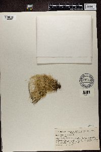 Ramalina chondrina image