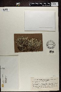 Cladina arbuscula subsp. mitis image
