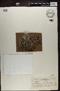 Media resource of Cladina rangiferina