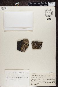 Protoparmeliopsis muralis image