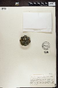 Pannaria conoplea image