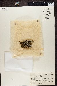 Pannaria rubiginosa image