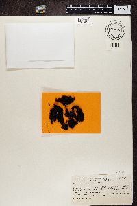 Pseudephebe pubescens image