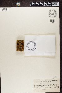 Teloschistes chrysophthalmus image